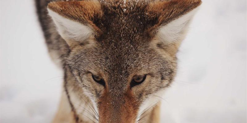 毕业十字路口：留学生深造、海外就业与回国发展的利弊全解析 | 留学服务与移民规划指南