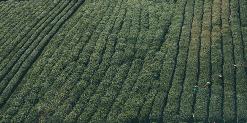 海外留学中的跨文化心理健康：识别常见问题与高效利用校园支持资源
