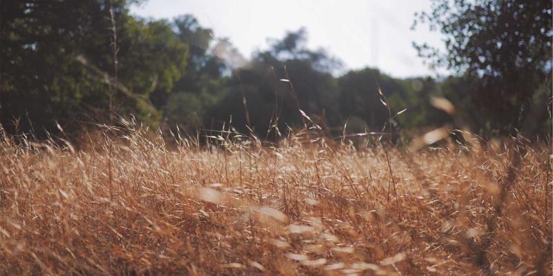 海外留学全攻略:签证服务、学业规划与移民咨询的深度解析